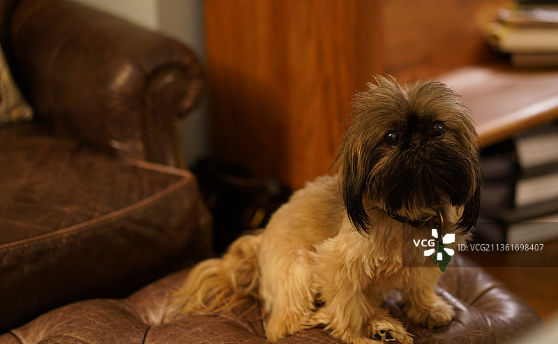 家里的西施犬坐在沙发上的特写图片素材