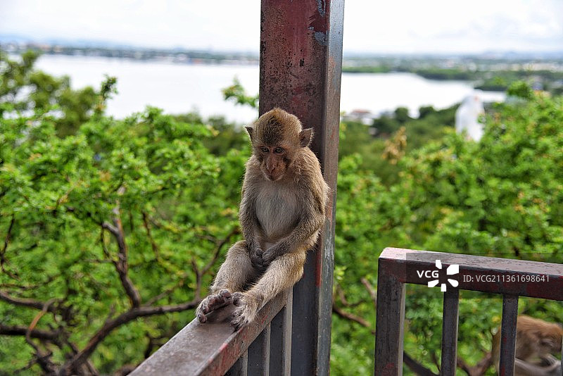 猕猴肖像，坐在泰国绿山动物园栏杆上的猕猴图片素材