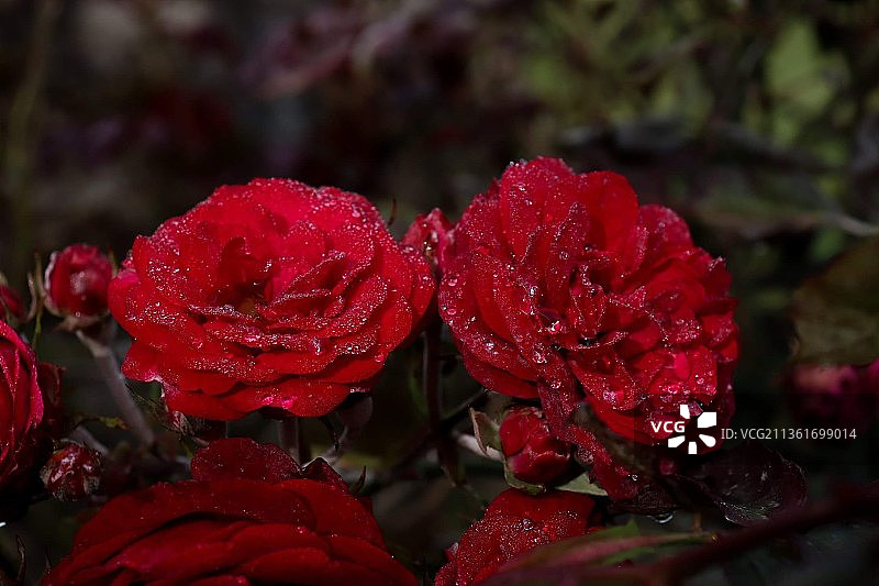 湿红玫瑰特写图片素材