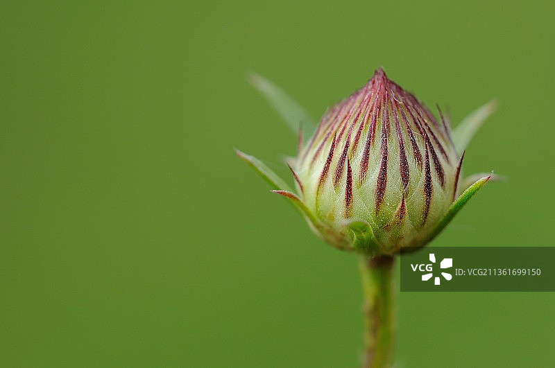 花蕾特写图片素材