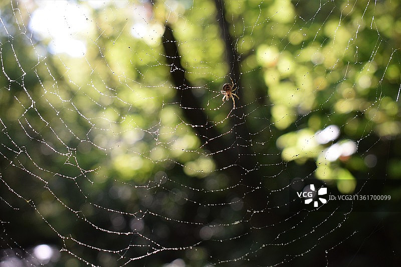 清晨的蜘蛛网露珠图片素材