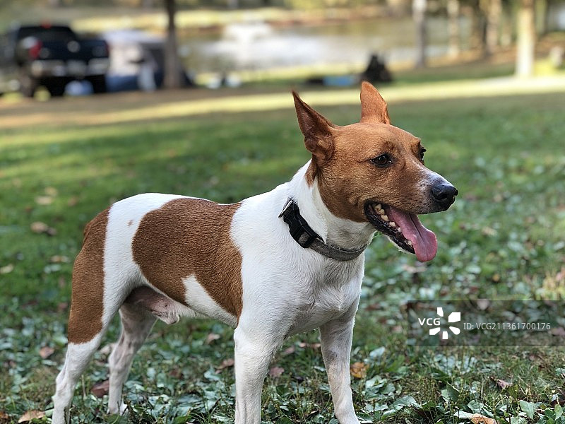 站在田野上的梗犬特写图片素材