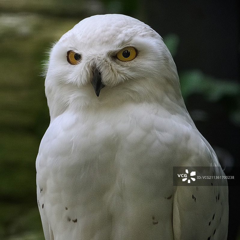 雪鸮特写肖像，奥地利图片素材