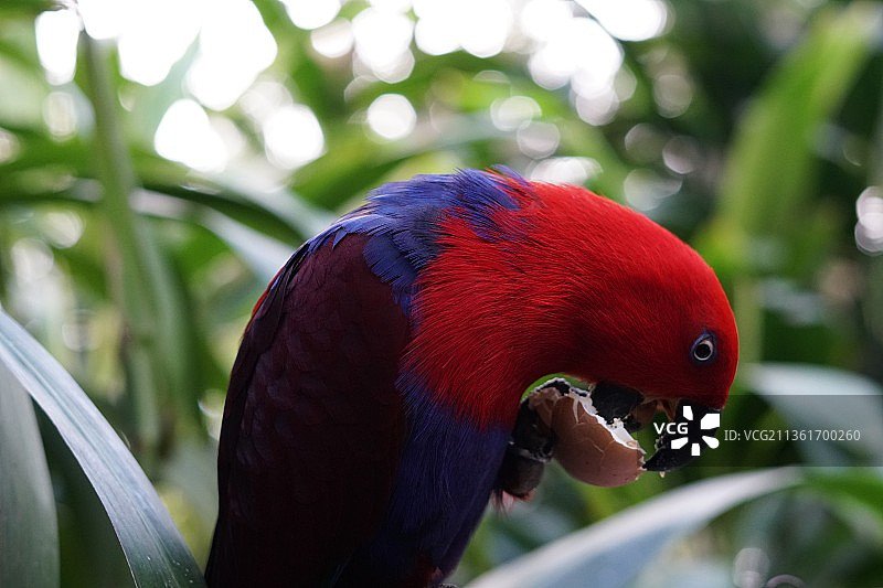 红色鹦鹉，特写：栖息在树枝上图片素材