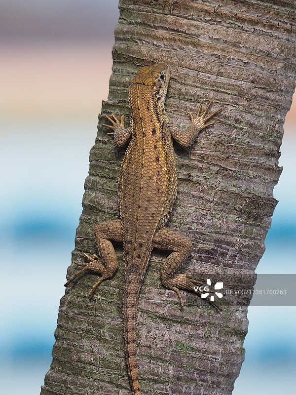 树干上的西部栅栏蜥蜴特写图片素材