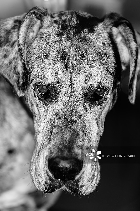 大丹犬特写图片素材