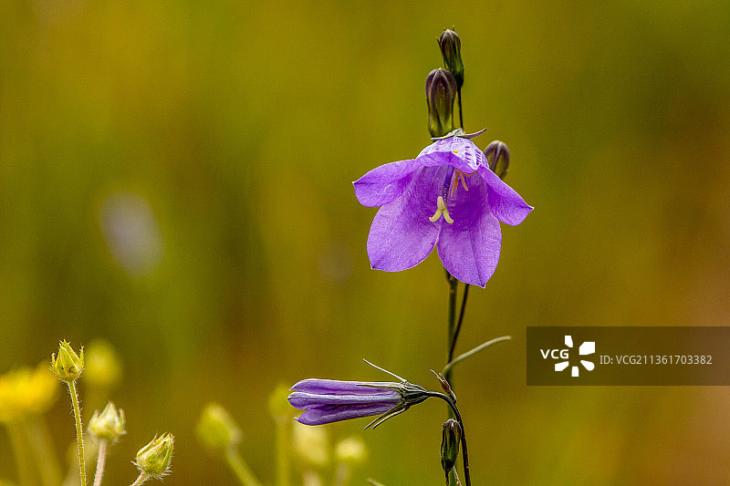 风铃草，紫色开花植物特写，美国图片素材