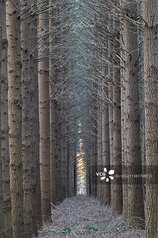 画廊，森林中的树木，曼库索山，诺切拉泰里内塞，卡坦扎罗，意大利图片素材