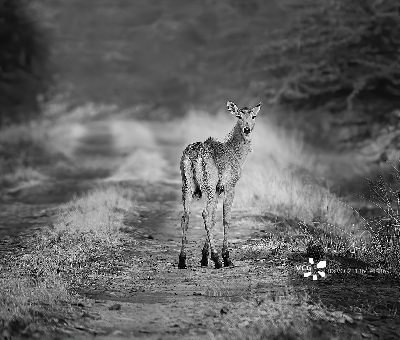 猎豹站在田野里的肖像，印度图片素材
