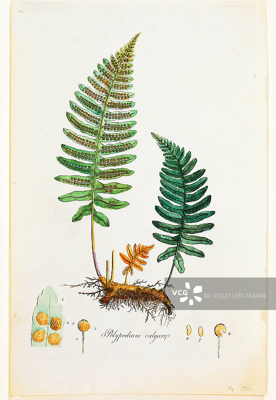 蕨类植物历史插图图片素材