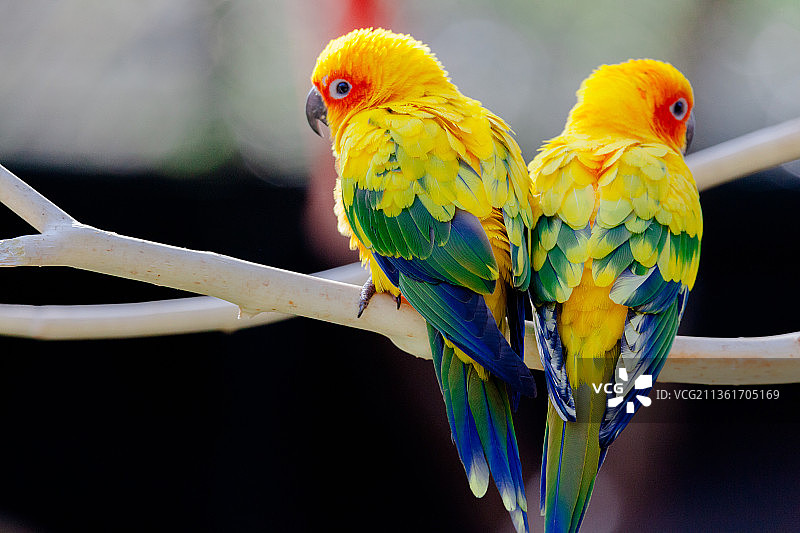 秃鹫，栖息在树枝上的鹦鹉特写图片素材