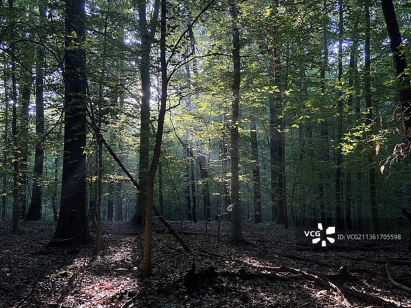 晨曦下的森林树木图片素材