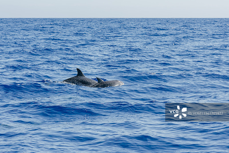 海中海豚游泳的俯视照片图片素材
