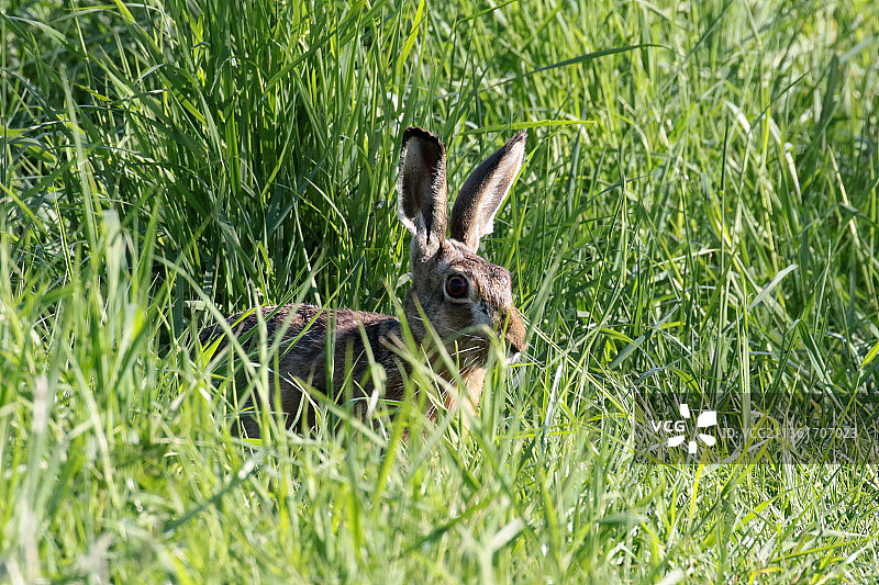 荷兰瓦尔博斯公园，几乎隐藏的兔子特写图片素材