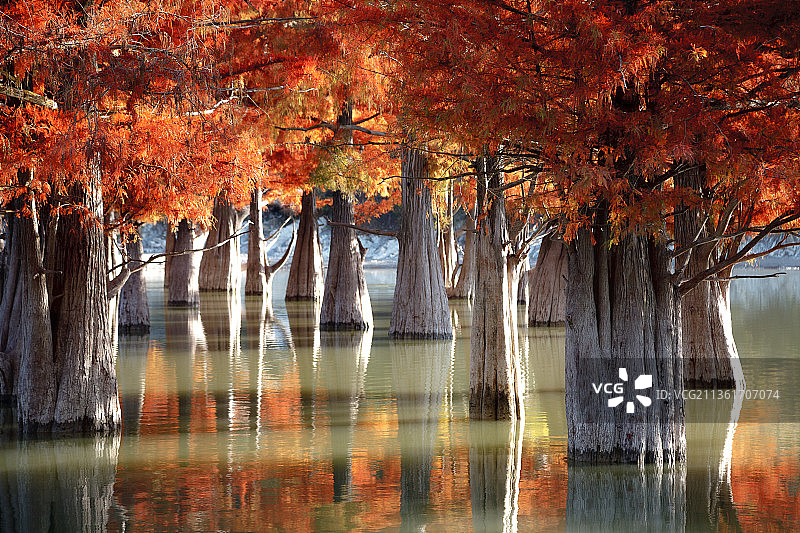 阳光明媚的塞浦路斯秋季森林湖畔树木图片素材