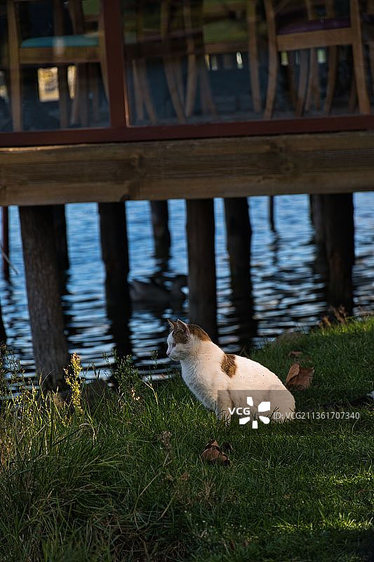 湖泊中的生物自然生态图片素材