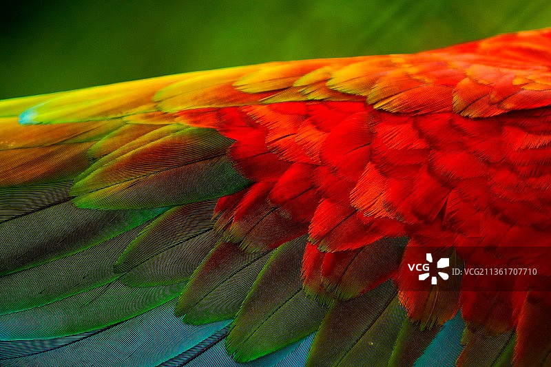 红绿金刚鹦鹉特写，特立尼达和多巴哥西班牙港图片素材