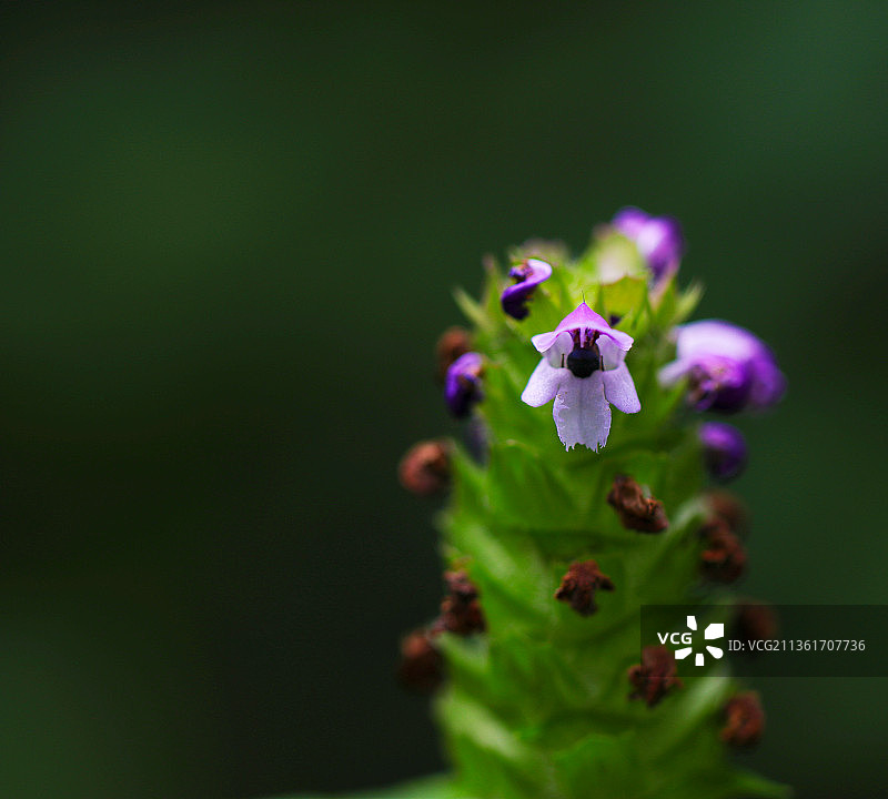紫色金鱼草特写图片素材