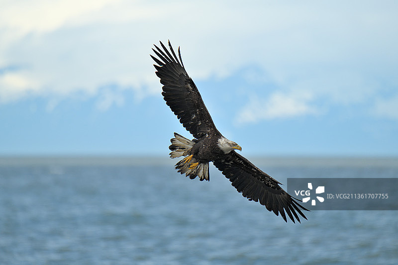 阿拉斯加海上飞翔的白头海雕特写图片素材