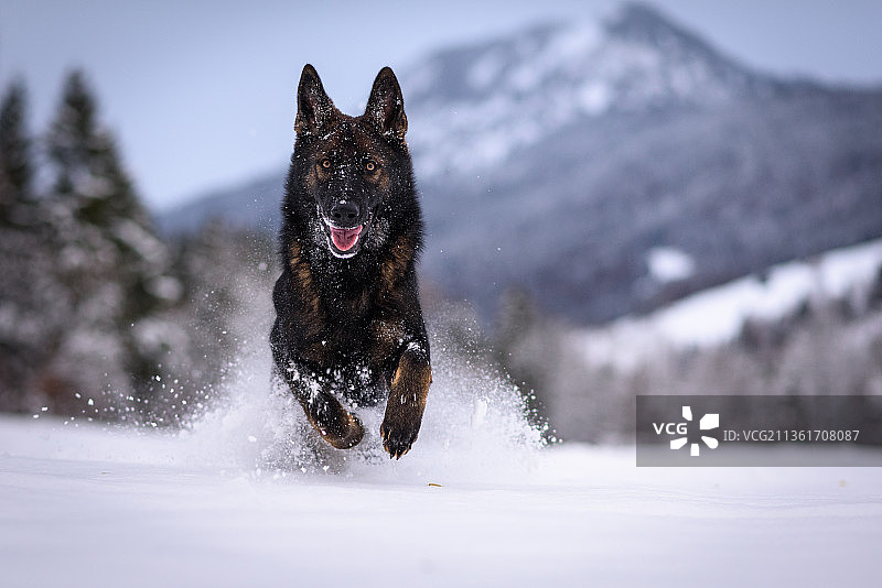 雪地里的幼年德国牧羊犬图片素材