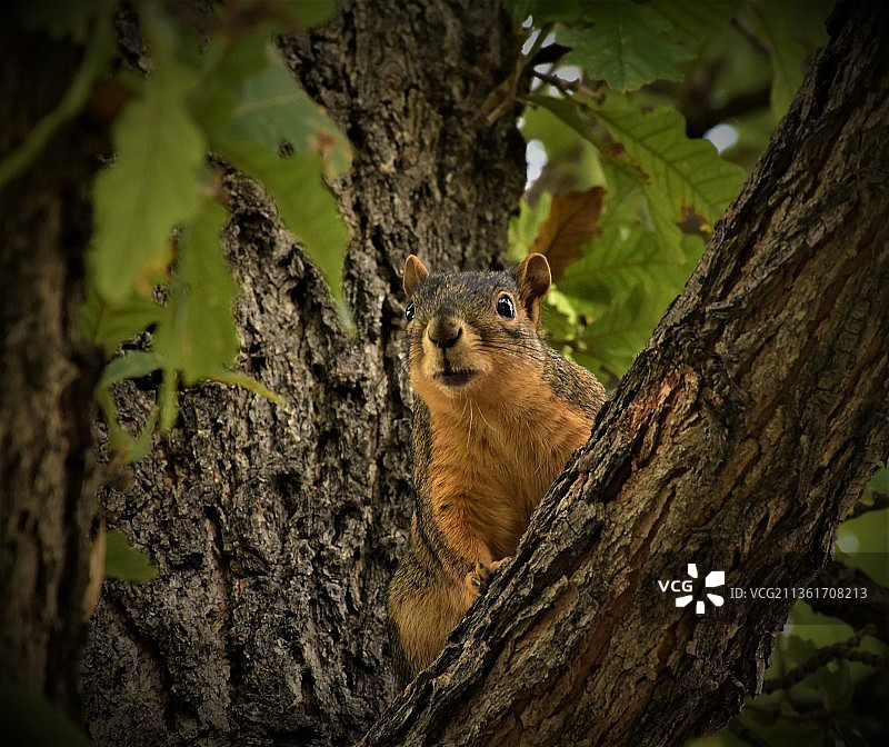 松鼠特写：树上的灰色松鼠，丹佛，科罗拉多州，美国图片素材