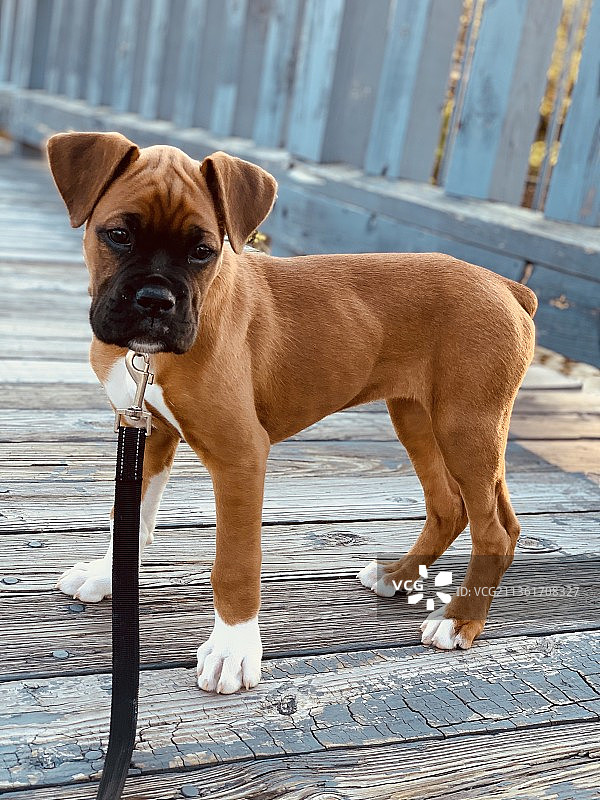 美国华盛顿人行道上的拳击手肖像图片素材