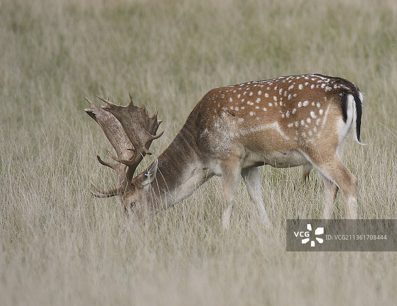 休闲鹿dohjort图片素材