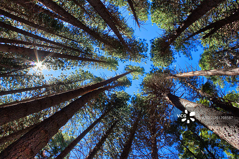 森林中树木的低角度视图图片素材