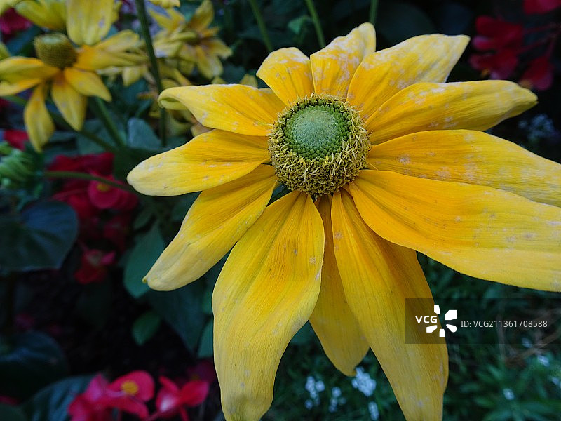意大利斯图弗莱斯黄色植物特写图片素材
