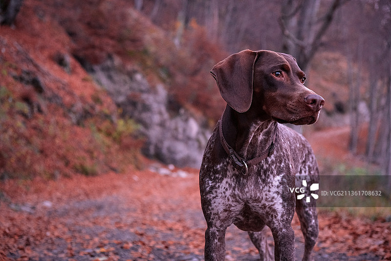 站在田野上的指示犬特写图片素材
