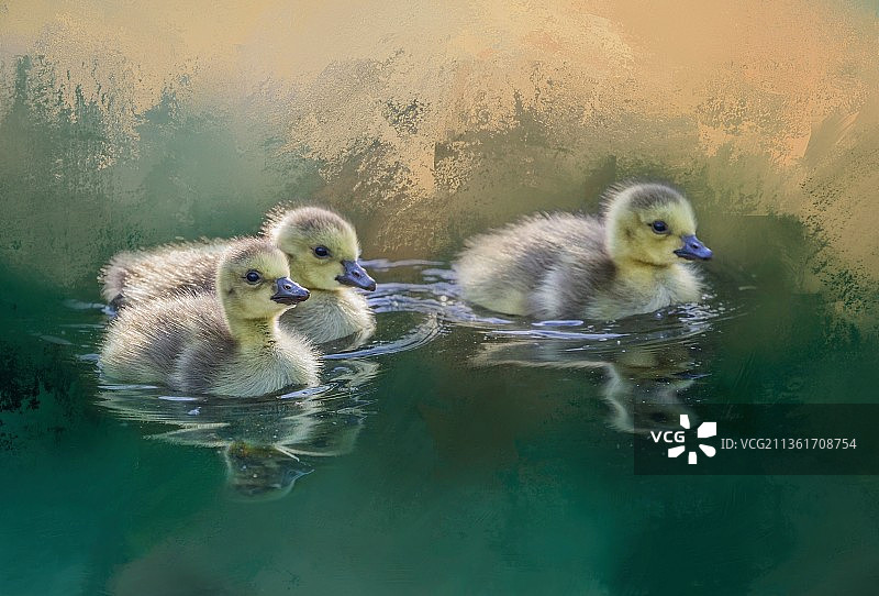 日落时游泳，母鸭和小鸭图片素材