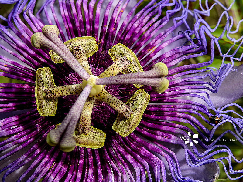 百香果花，紫色花朵特写图片素材