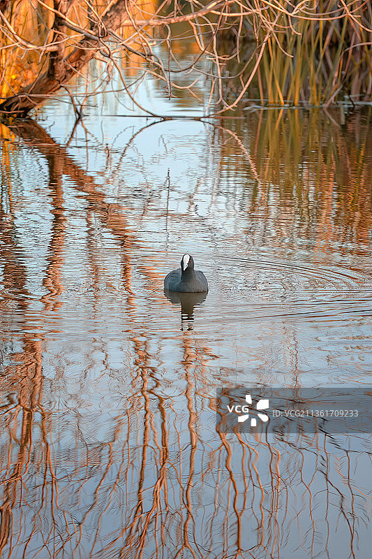 休闲：新西兰汉密尔顿湖中游泳的鸭子图片素材