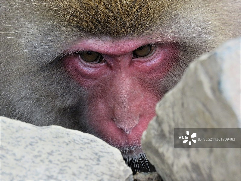 日本长野害羞的雪猴，日本猕猴特写图片素材