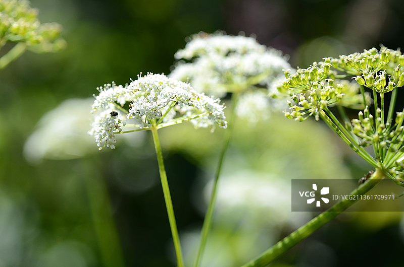 意大利萨沃纳白水镇： flowering plant 细部图片素材