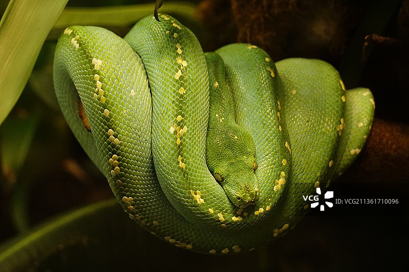 树蟒，德国奥格斯堡绿树蟒特写图片素材