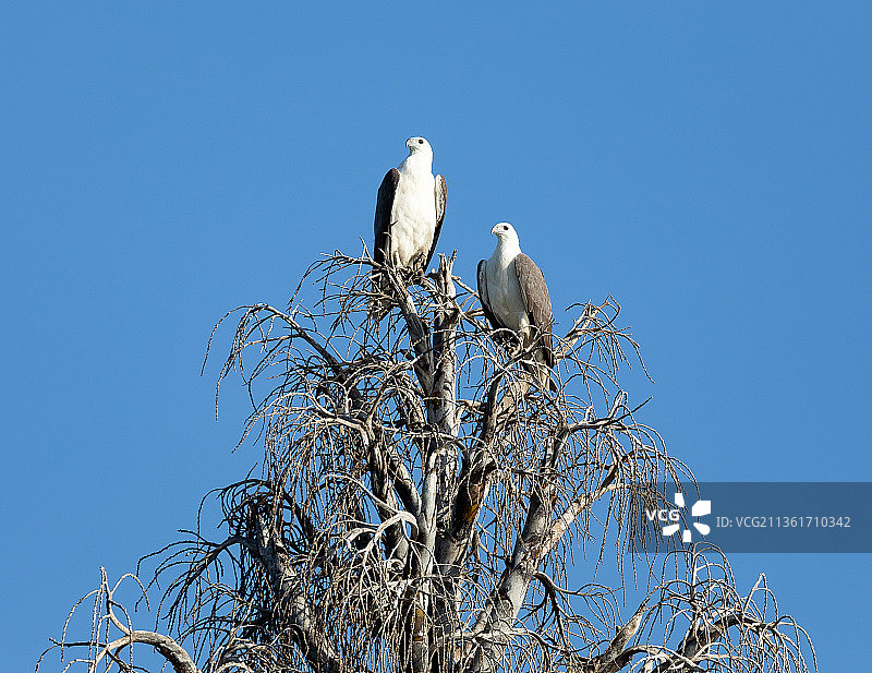 澳大利亚昆士兰州韦帕的白腹海雕交配对图片素材