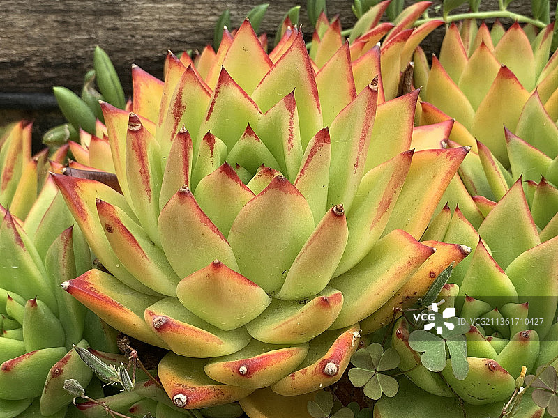 大型多肉植物特写图片素材