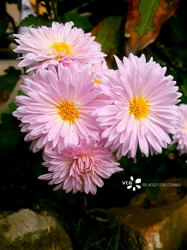 粉红色植物的特写图片素材