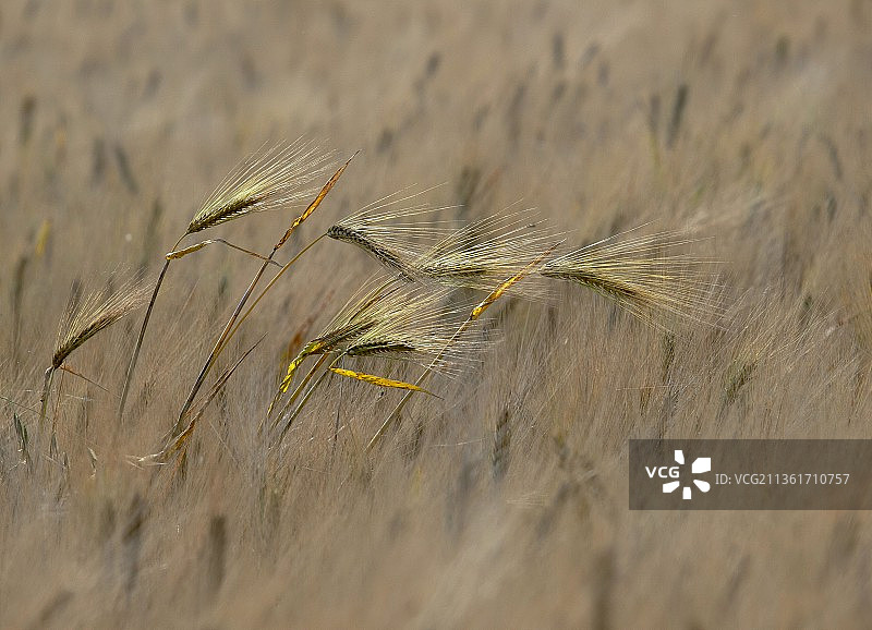 意大利阿斯蒂麦田特写图片素材