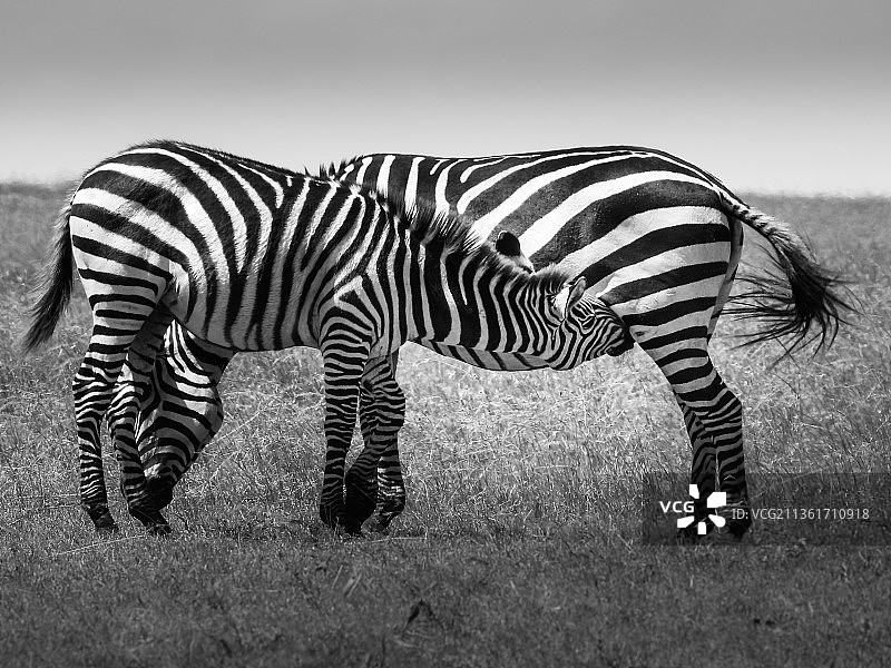 布氏斑马站在草地上的侧视图图片素材