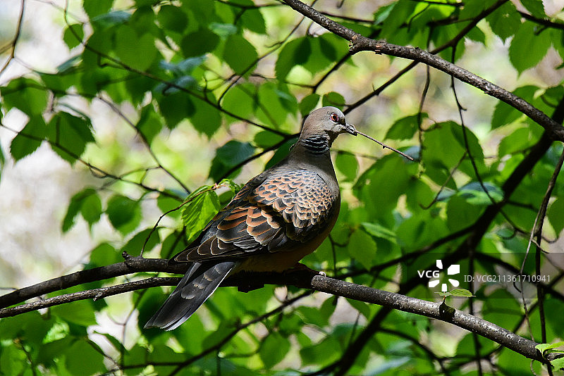 仰视视角：栖息在树枝上的鸽子，韩国首尔图片素材