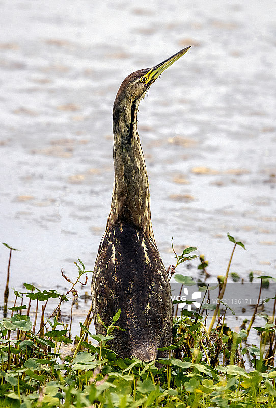隐秘的鸟类：苍鹭栖息在华盛顿州里奇菲尔德的田野上图片素材