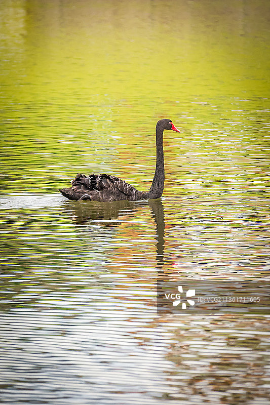 在湖中游泳的幼天鹅，贝尔维德雷湖，悉尼，新南威尔士州，澳大利亚图片素材