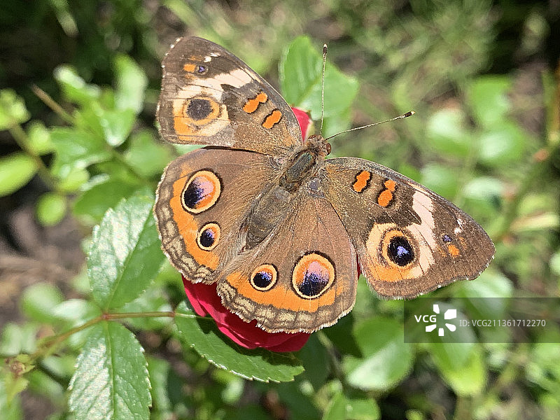 美洲豹眼蝶：蝴蝶栖息在植物上的特写图片素材