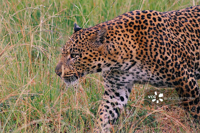 南非草地上站立的猎豹侧面图片素材