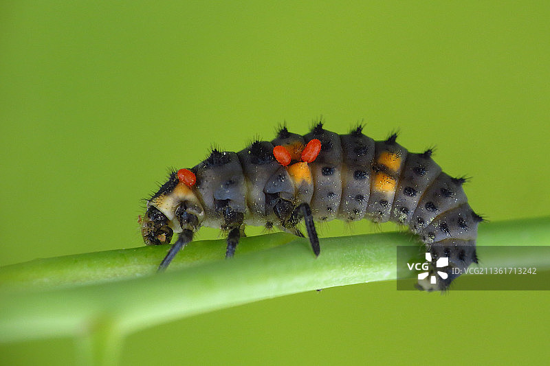 瓢虫幼虫，叶子上的毛毛虫特写，土耳其科贾埃利图片素材