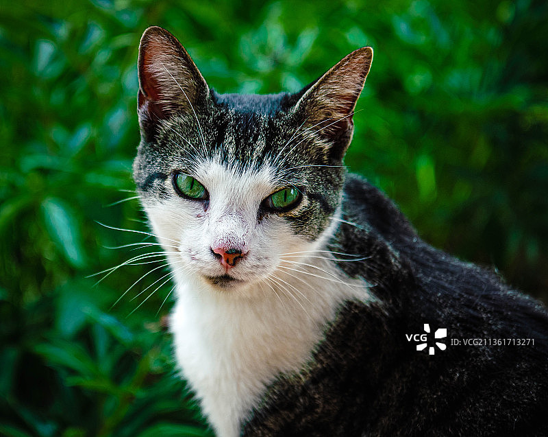 隐身模式已启动，猫的特写肖像，美国弗吉尼亚州哈里森堡图片素材