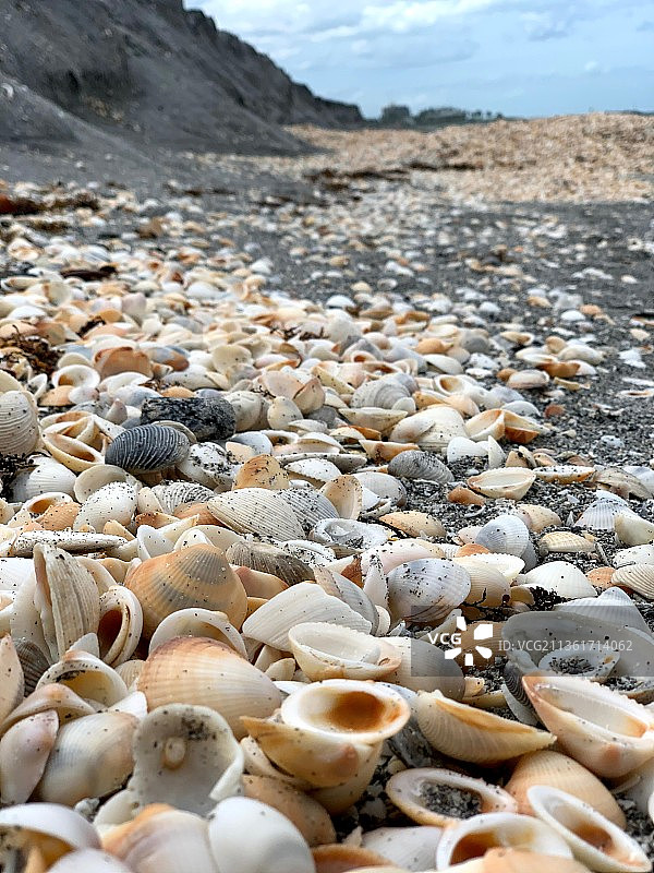 海滩沙滩上的贝壳特写图片素材