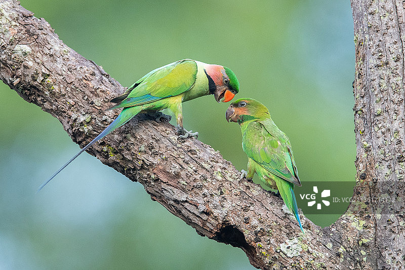 栖息在树上的鸟儿特写图片素材